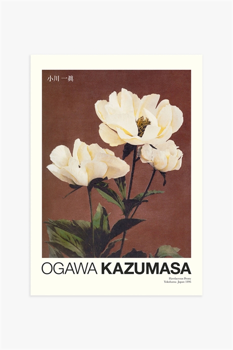 Постер Пион работы Кадзумасы - Фото 12496916