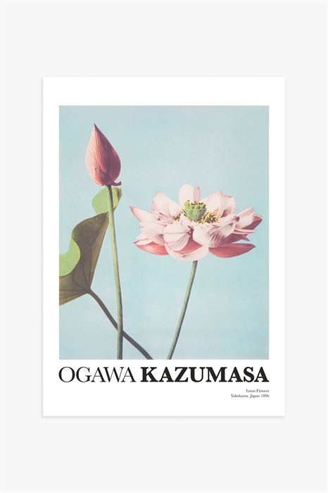 Постер Цветы лотоса от Кадзумасы - Фото 12496918