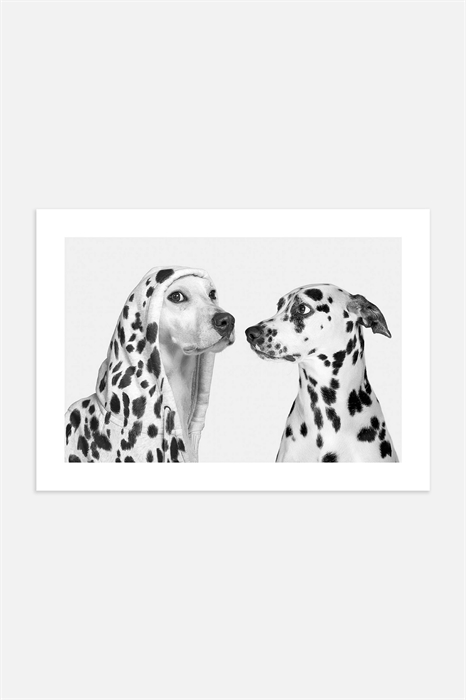 Плакат Собаки-далматинцы - Фото 12496928
