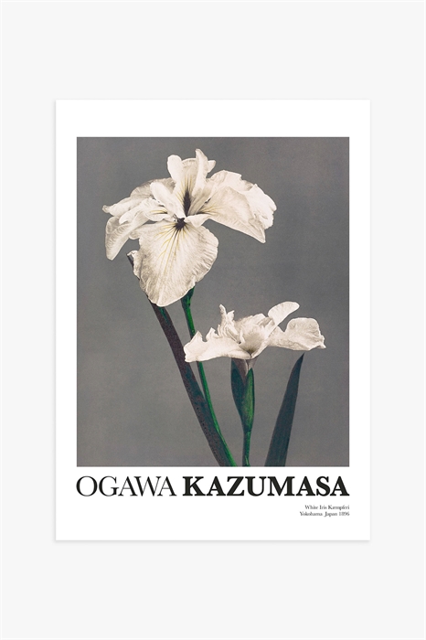 Постер Белый ирис Кадзумасы - Фото 12496954