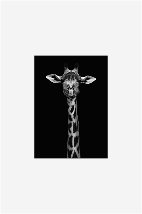 Дикое фотоискусство - портрет жирафа - Фото 12602931