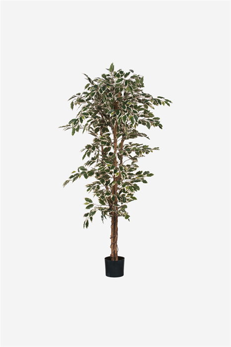 Искусственное растение фикус 1200955001 - Фото 13535527