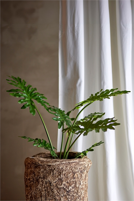 Растение филодендрон 1282285001 - Фото 13694535