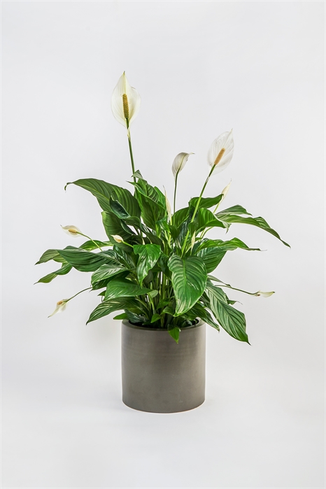 Мирная лилия 1145535001 - Фото 13835961