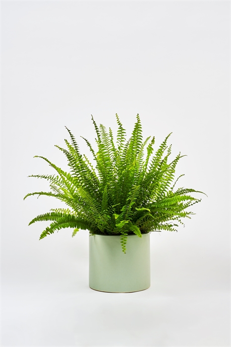 Папоротник бостонский 1145548001 - Фото 13835973