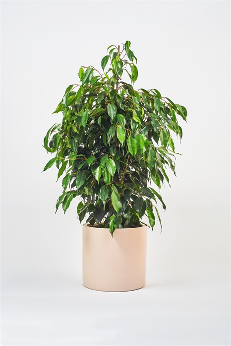 Плакучая фига 1145553001 - Фото 13835975