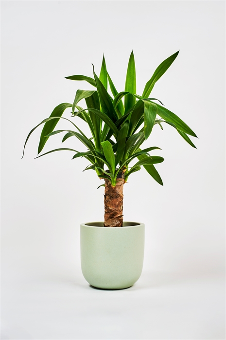 Юкка 1145586001 - Фото 13835991