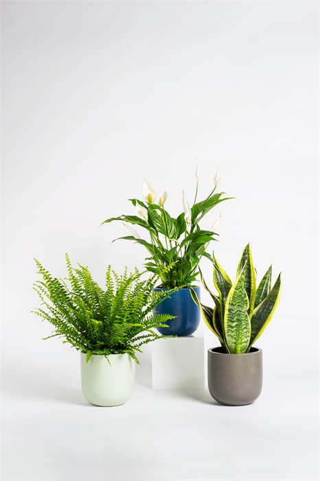 Набор растений для очистки воздуха 1145594001 - Фото 13835999