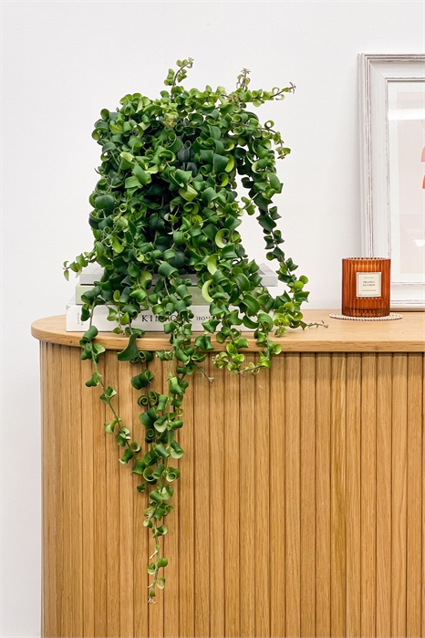 Растение помада 1269821001 - Фото 13837339