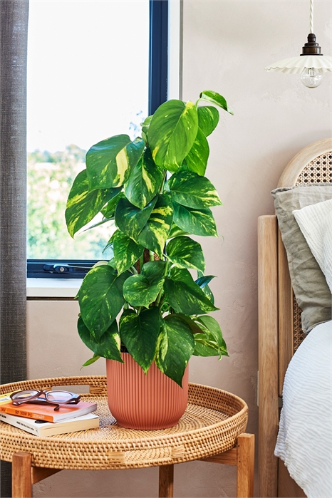 Дьявольский плющ на моховом столбе 1269822001 - Фото 13837342