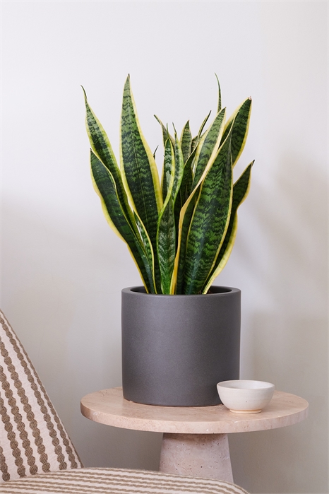 Растение-змея 1269825001 - Фото 13837351