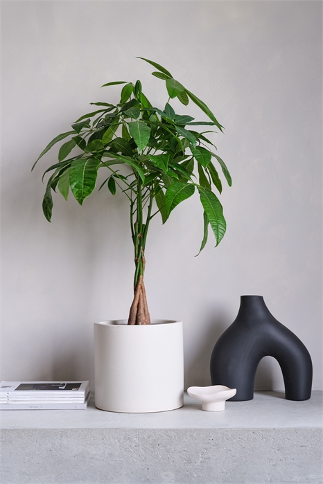 Денежное дерево 1269826001 - Фото 13837354