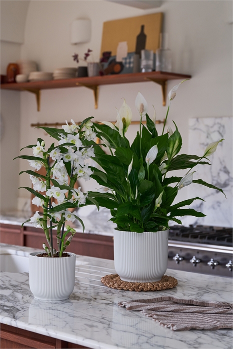 Пара "Цветущая красота 1269827001 - Фото 13837357