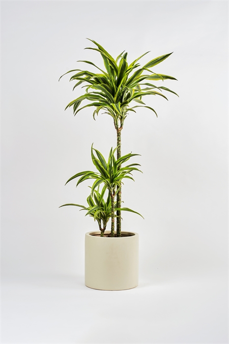 Драцена Лимон и лайм 1145549001 - Фото 13840507