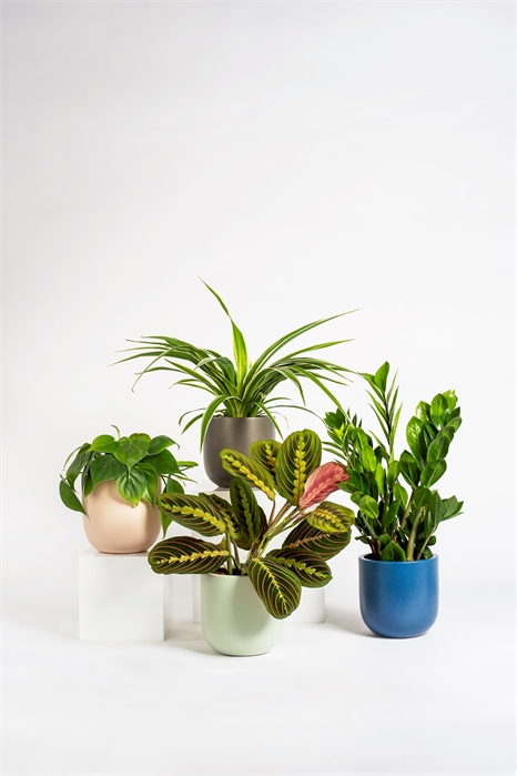 Теневой пучок 1145572001 - Фото 13845033