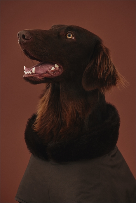 Вощеное пальто для собаки 0906372006 - Фото 13920658