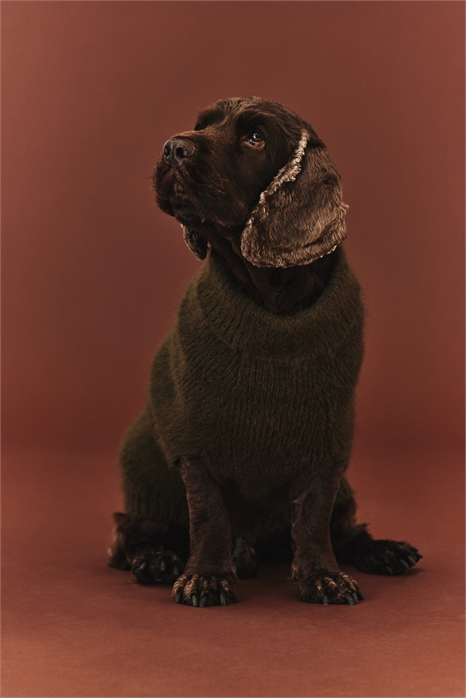 Джемпер для собаки из пушистого трикотажа 1249922004 - Фото 13921221