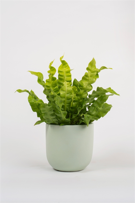 Папоротник "Хрустящая волна 1145583001 - Фото 13968952