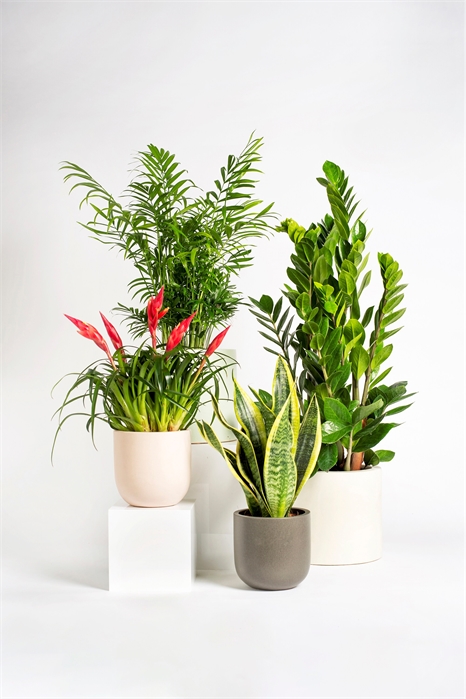 Набор "Неубиваемый 1145590001 - Фото 13968954