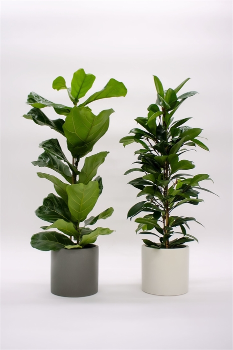 Инжирная пара 1230636001 - Фото 13969826