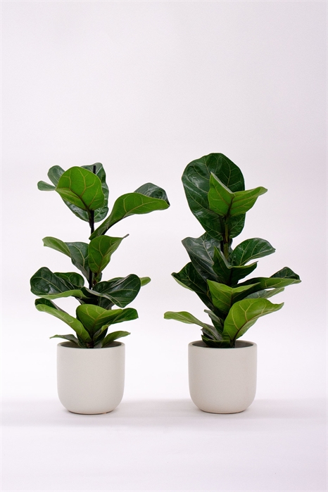 Пара фиг с листьями скрипки 1230629001 - Фото 13970177