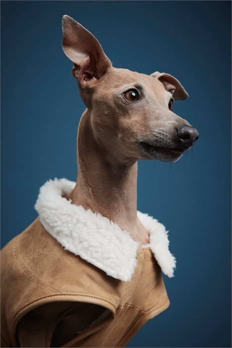 Пальто для собак с плюшевой подкладкой 1293725001 - Фото 13990194