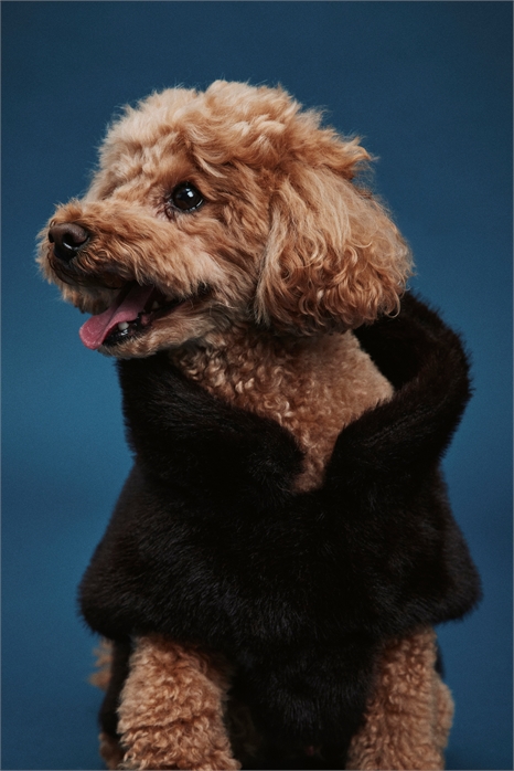 Пушистая шерсть для собак 1293726001 - Фото 13990199