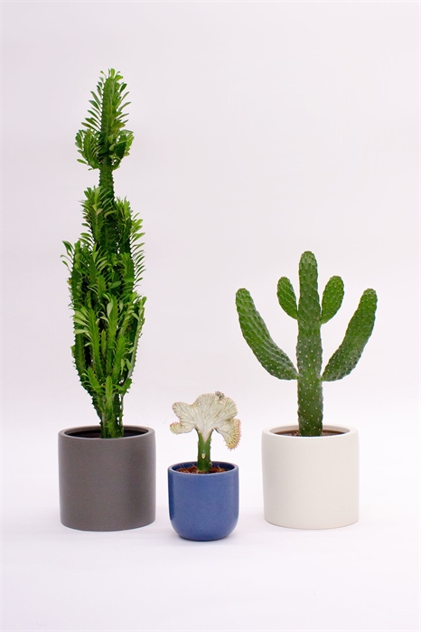 Набор кактусов 1230650001 - Фото 13995652