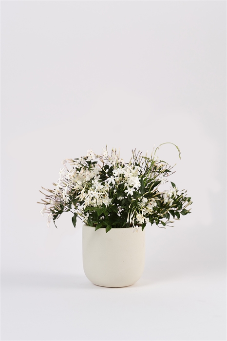 Жасмин 1180269001 - Фото 14165040