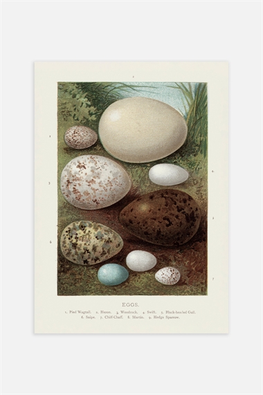 Винтажный постер Птичьи яйца