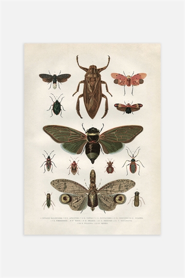 Винтажный постер с насекомыми