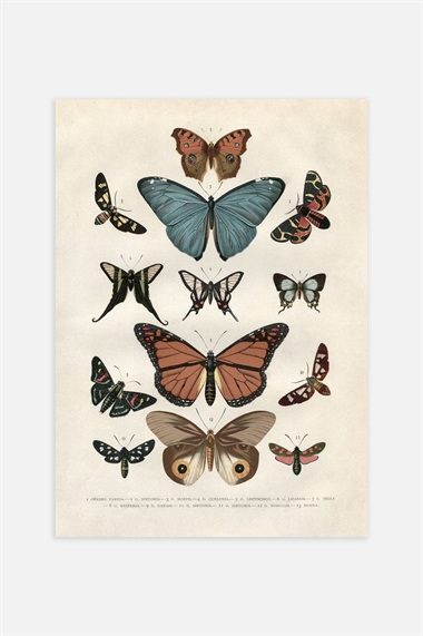 Винтажный плакат с изображением бабочек