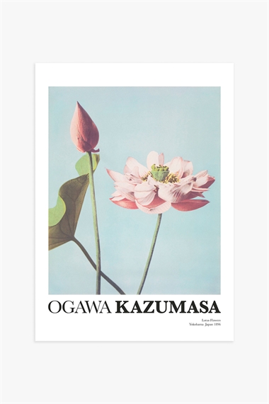 Постер Цветы лотоса от Кадзумасы