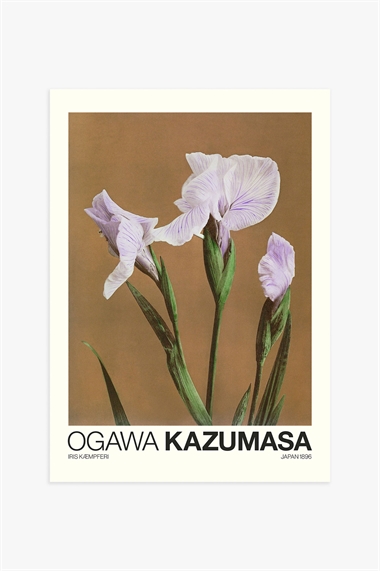 Постер Iris Kæmpferi by Kazumasa