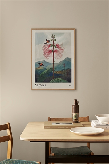 Постер Мимоза грандифлора