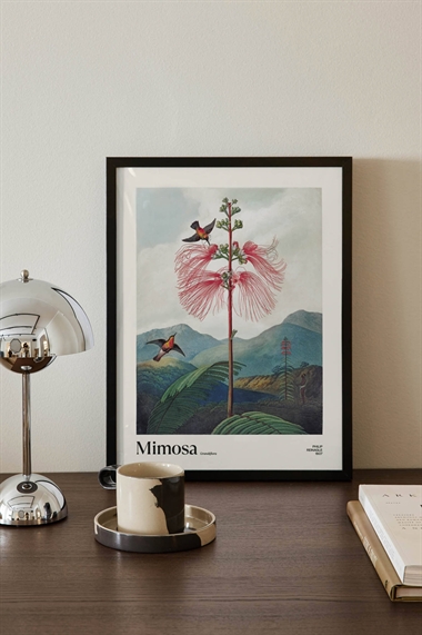 Постер Мимоза грандифлора