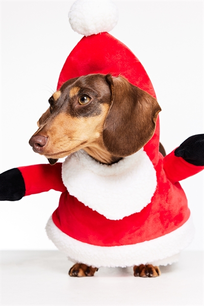 Рождественский костюм для собак