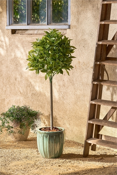 Искусственное растение лавровое дерево 1305975001