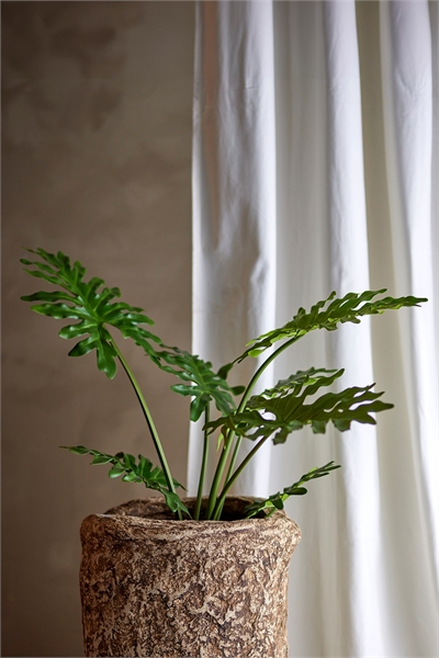 Растение филодендрон 1282285001