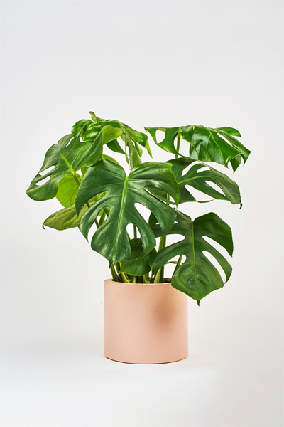 Швейцарский сыр 1145543001