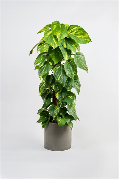 Плющ дьявольский на моховом столбе 1145544001