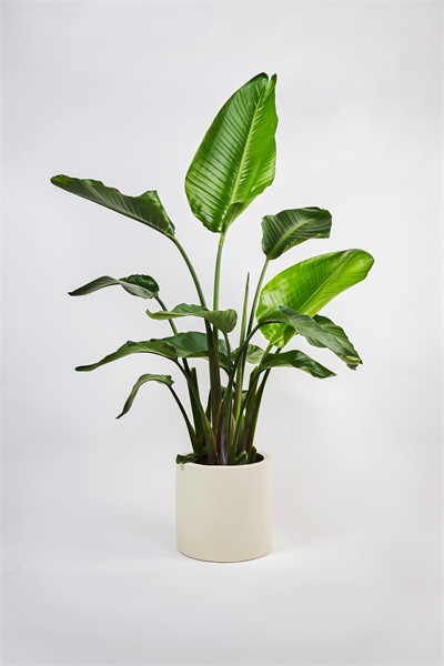 Райская птица 1145564001