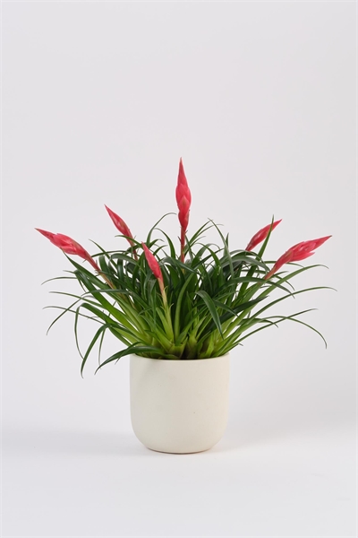 Вриезия астрид 1180266001