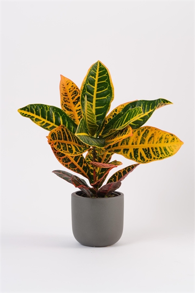 Кротон 1180268001