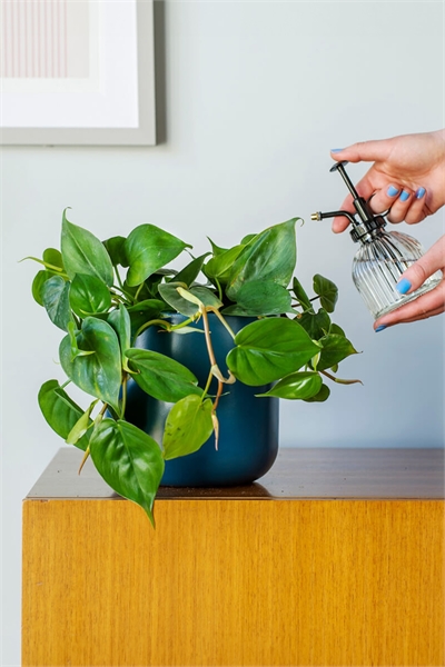 Филодендрон подвесной 1269819001