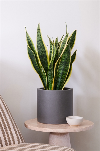 Растение-змея 1269825001