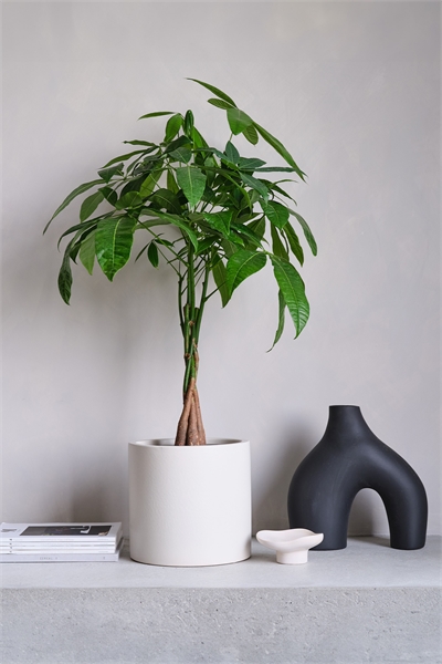 Денежное дерево 1269826001