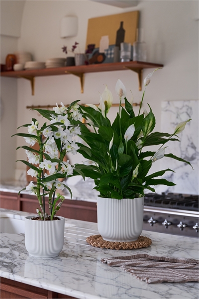 Пара "Цветущая красота 1269827001