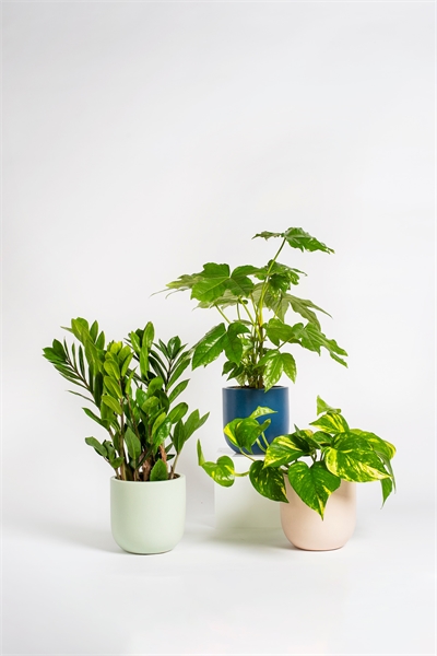 Пакет для новых родителей растений 1145575001