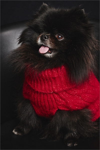 Джемпер для собак из трикотажа 1244135007